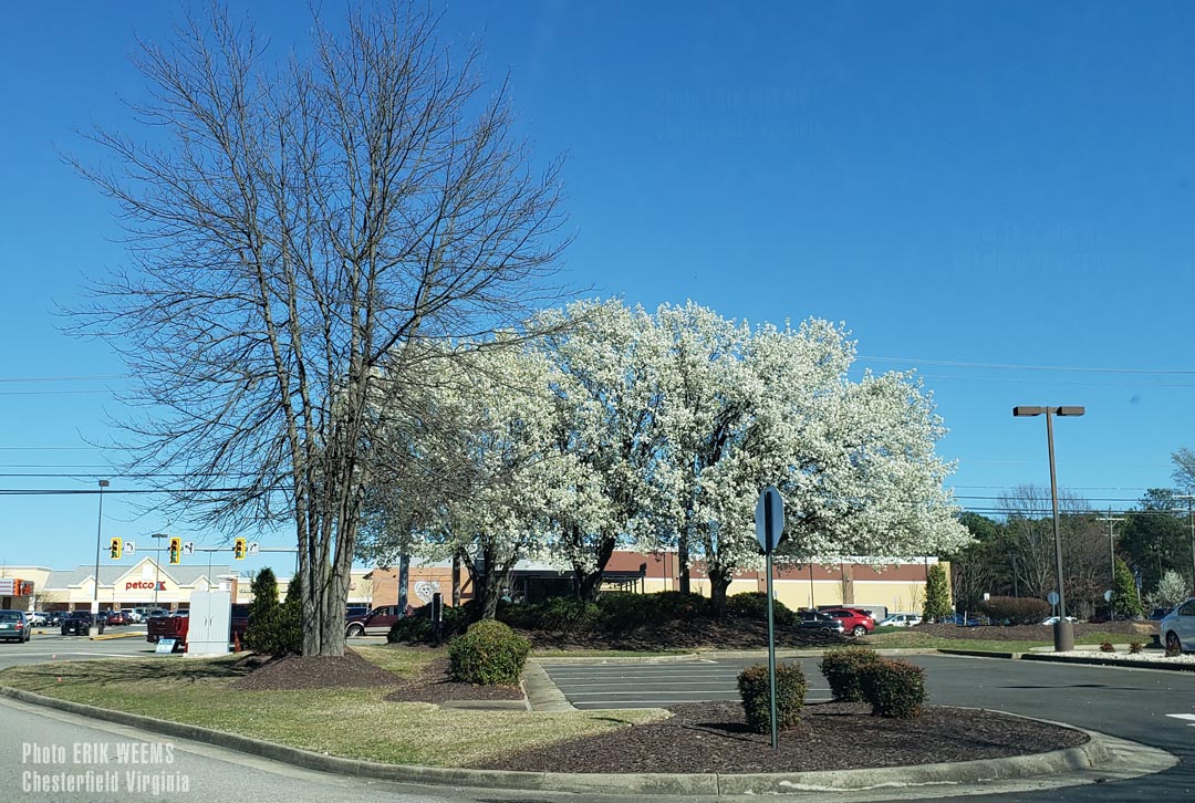 Spring Blooms in Chesterfield