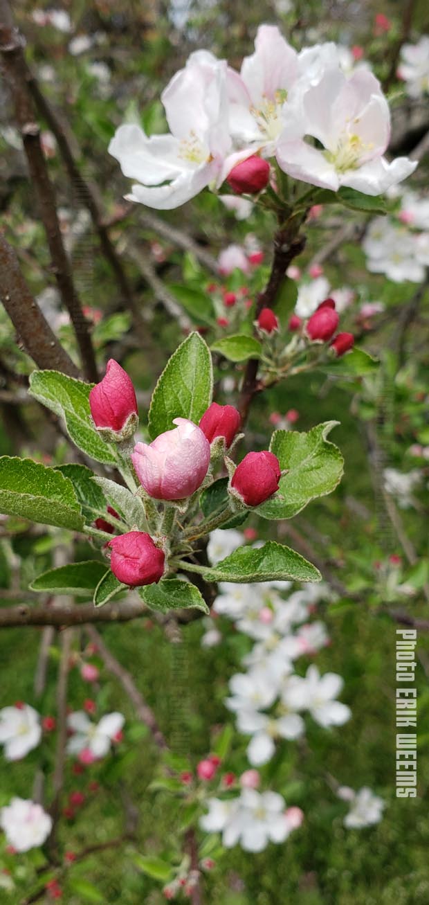Apple Blossoms Bloom Chesterfield VA Spring