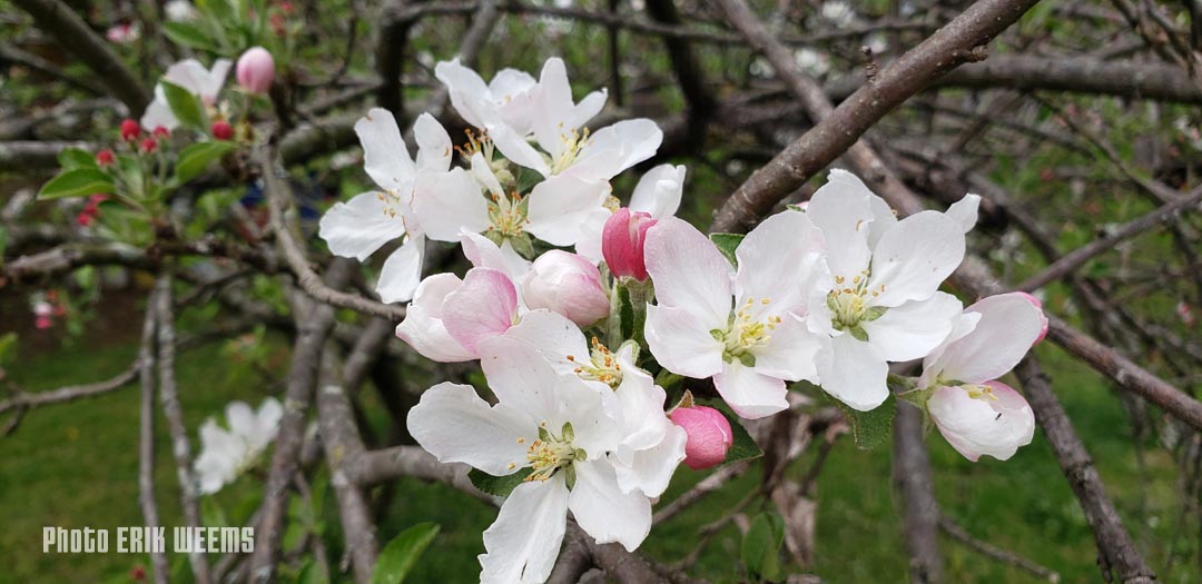 Apple Blossoms Chesterfield Virginia Spring