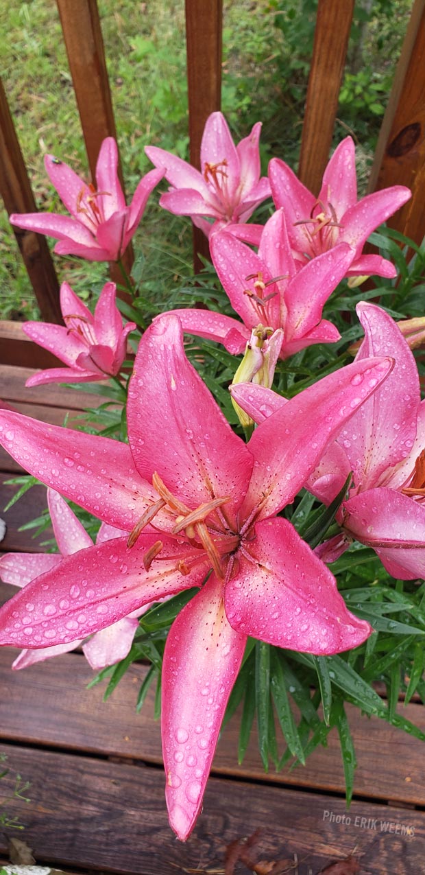 Star Lillies Chesterfield