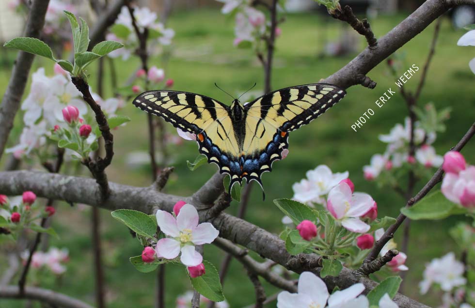 Butterfly Spring Chesterfield Virginia