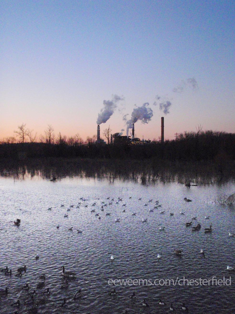 Ducks and Geese in Chestefield County Power Plant