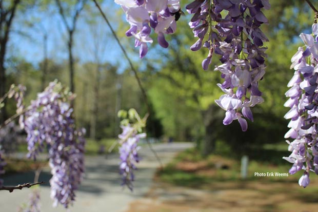 Wisteria