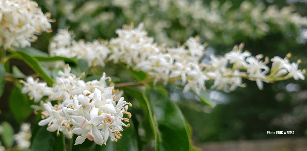 White Bush blooms Chesterfield County Virgnia