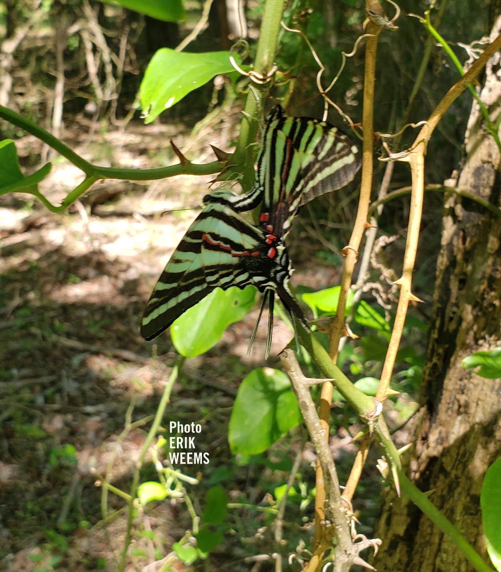 Green Red Black Butterfly