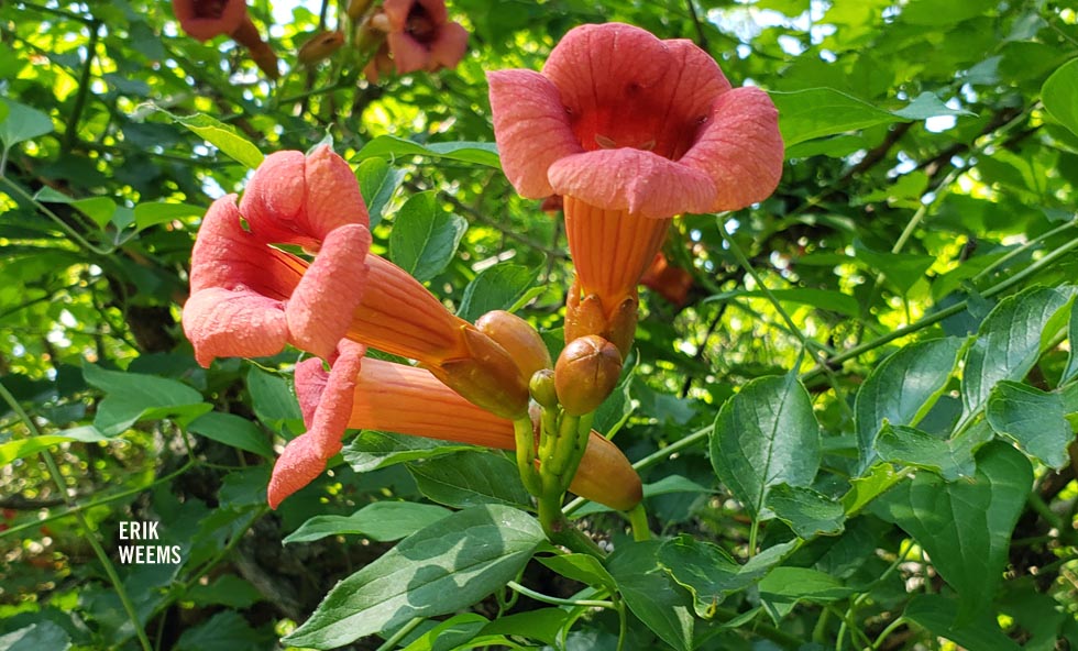 Trumpet Vines Chesterfield County Virginia