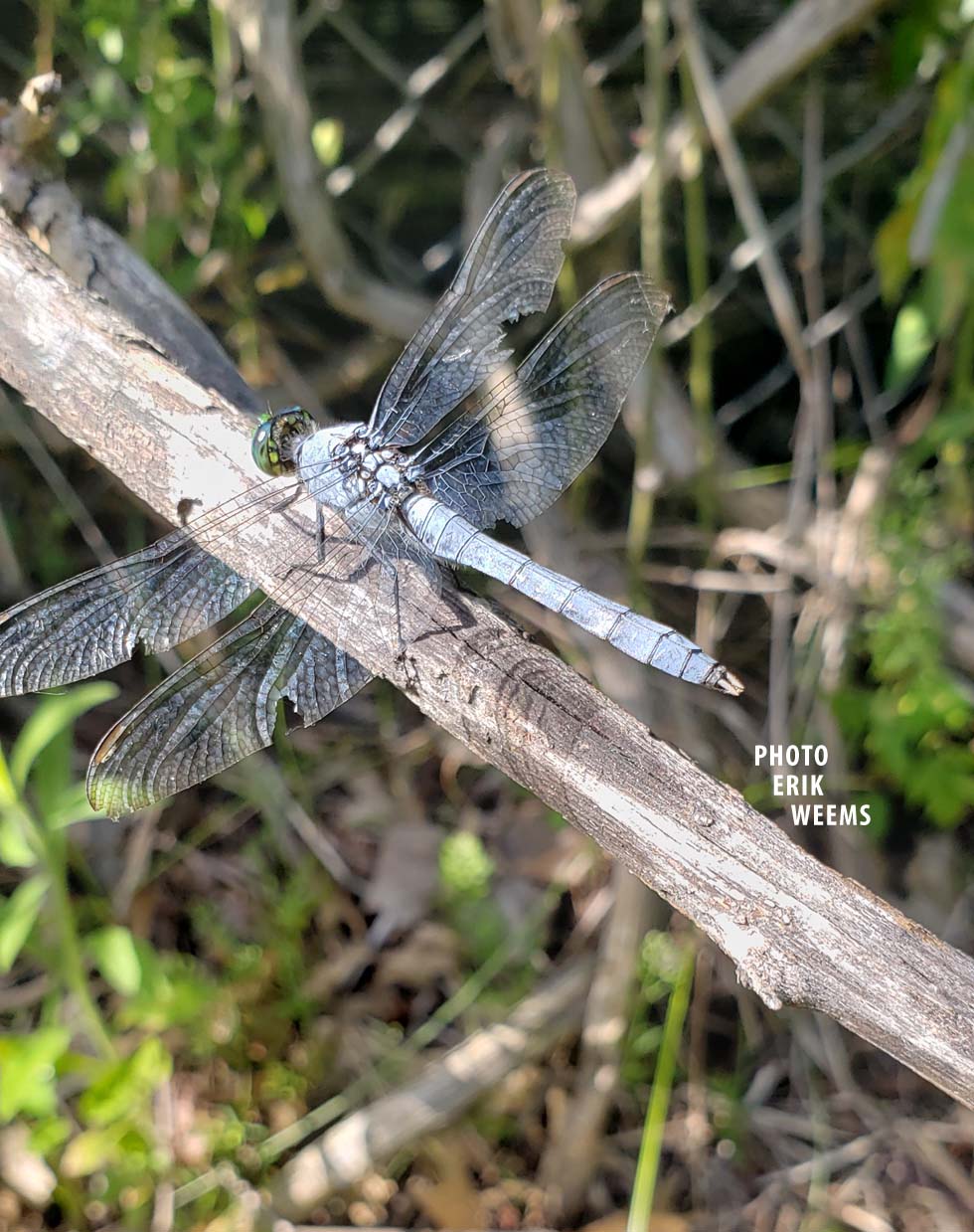 Blue Dragonfly Chesterfield Virginia Photo by Erik Weems