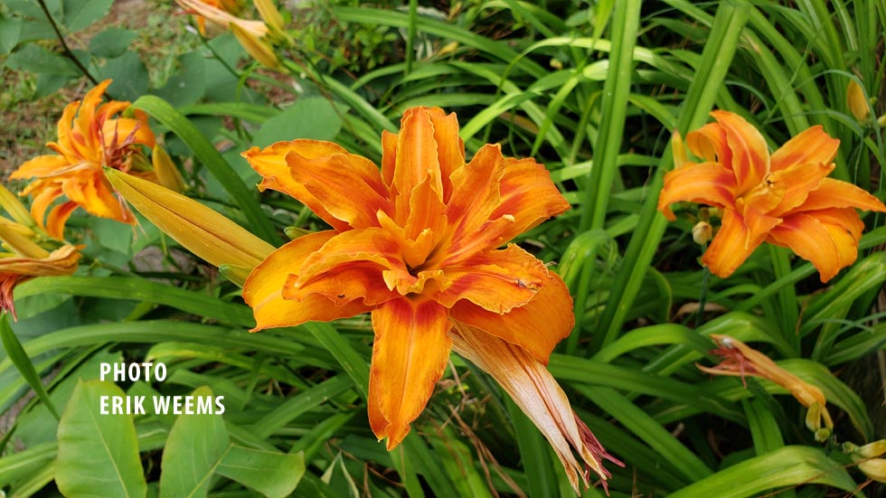 Day Lilies Chesterfield County Virginia