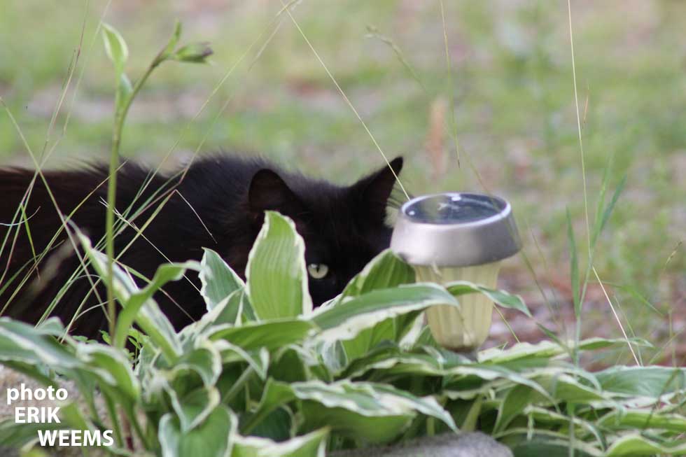 Black Cat Chesterfield Virginia