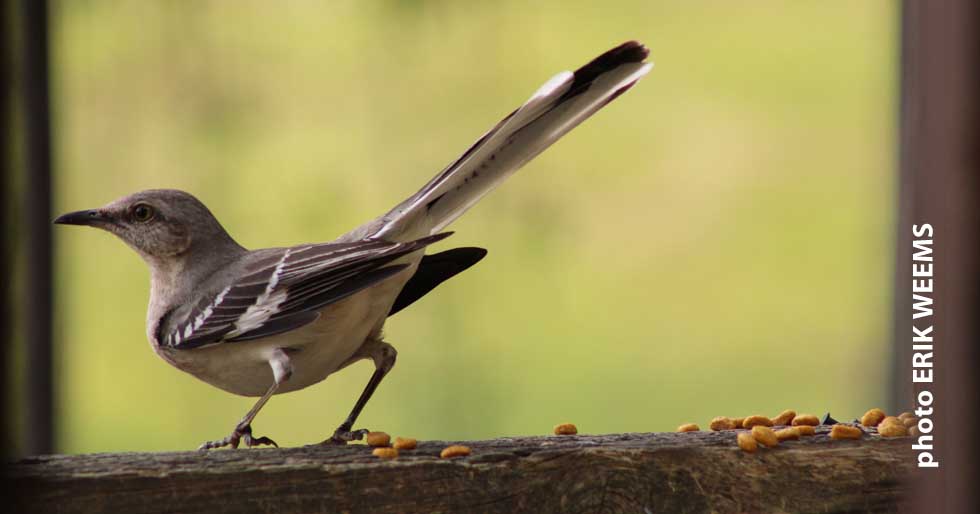 Mockingbird in Chesterfield Virginia