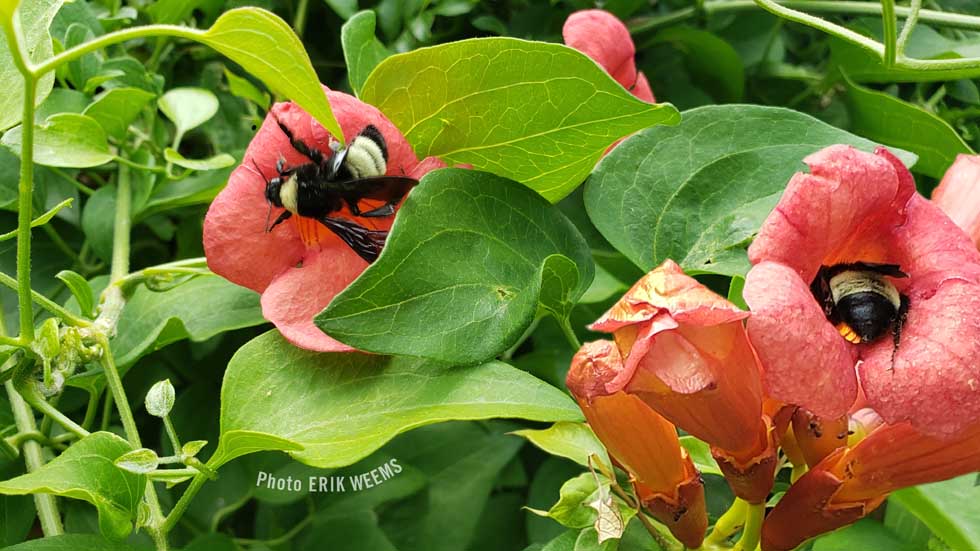 Bees and Trumpet Vines in Chesterfield County Virginia