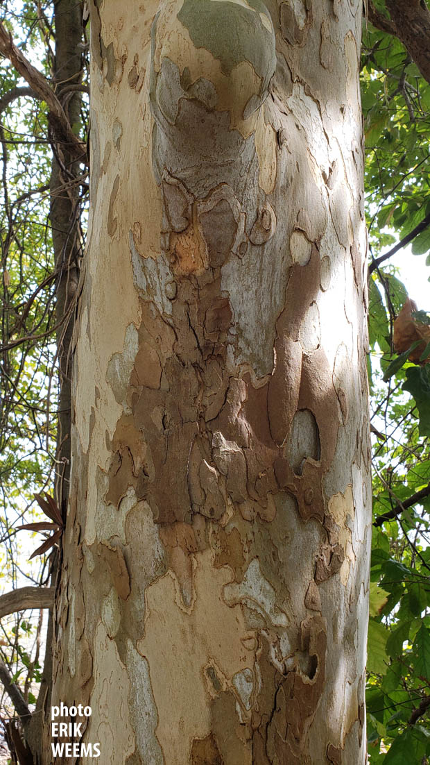 Tree bark at the Lagoon