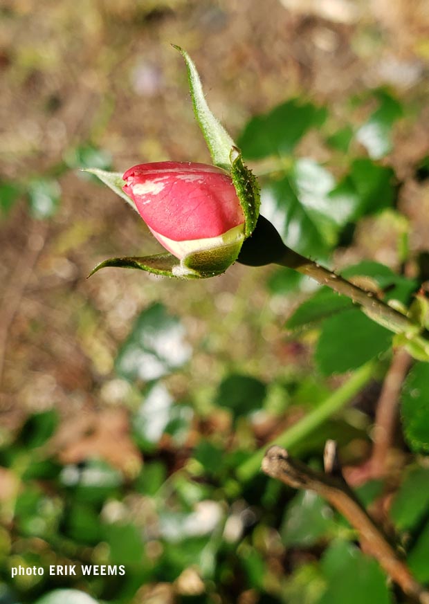 Peppermint Rose Bulb November 2019