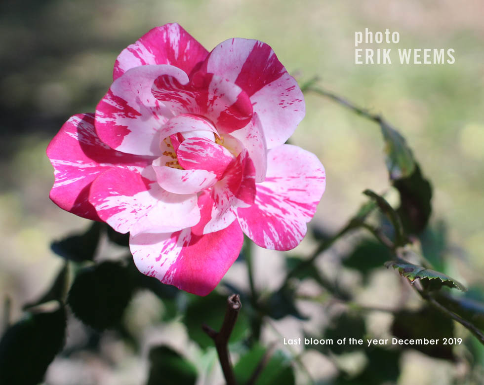 Peppermint Rose in Bloom