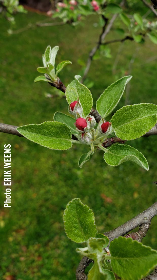 Apple Tree leafs and blooms
