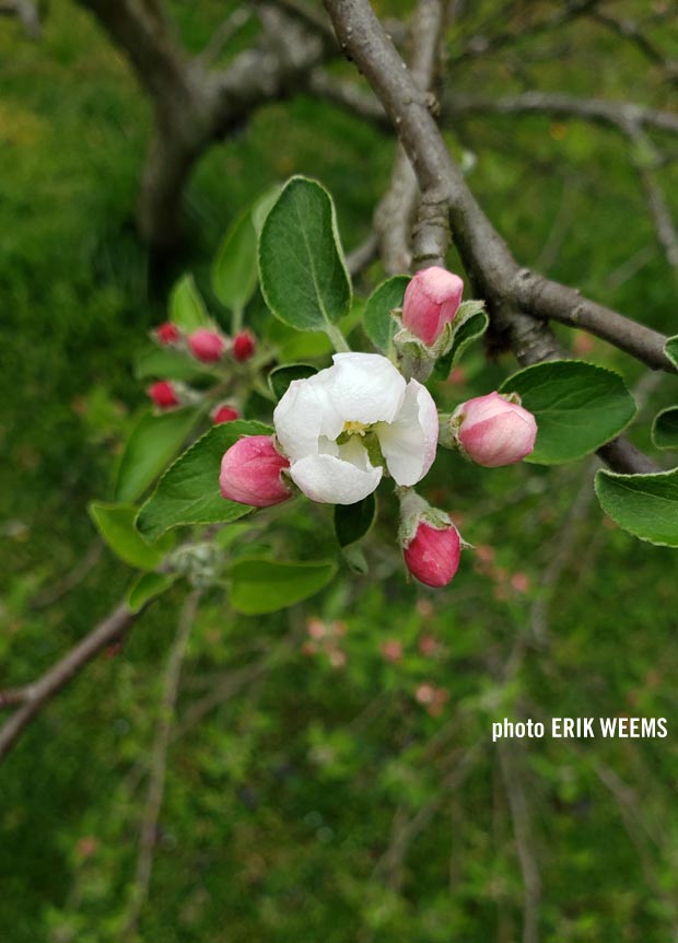 Blooming Braeburn Apple Tree