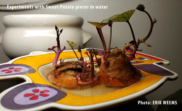 Experiment with sweet potato pieces in water