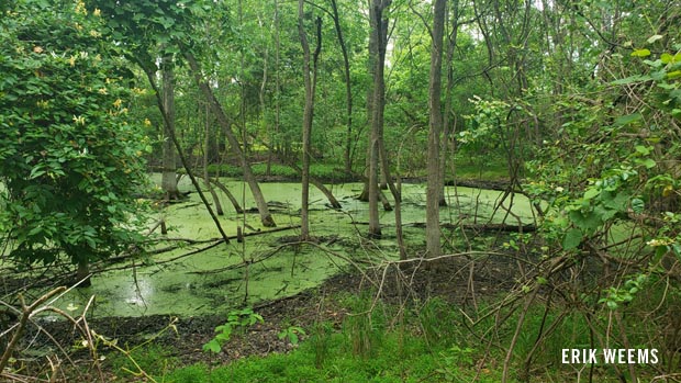 Swamp deep in forest Chesterfield County Virginia