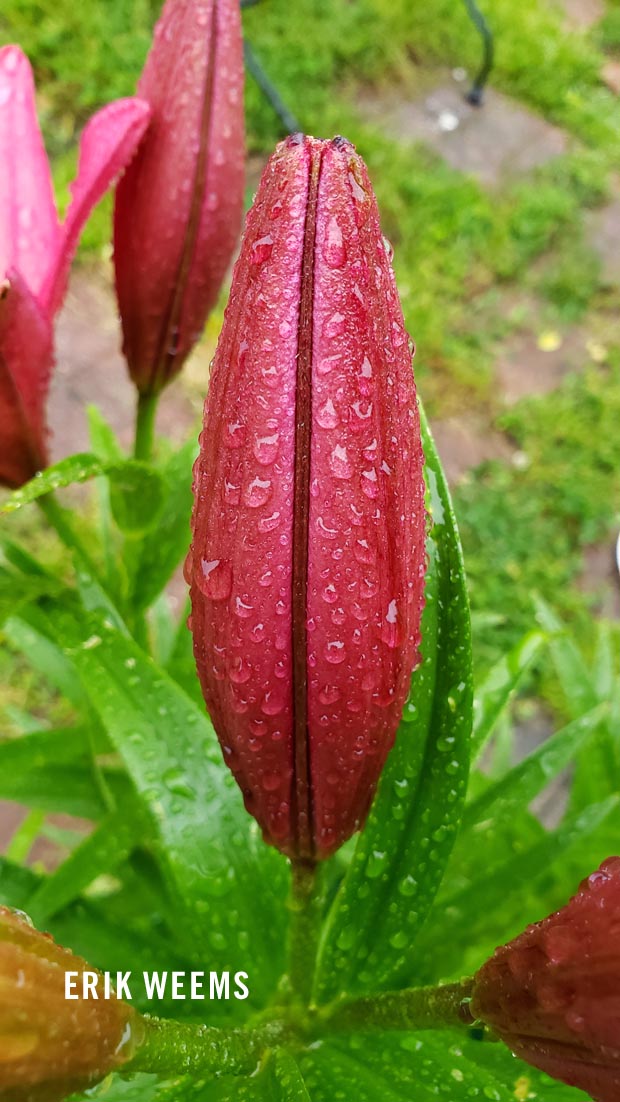 Wet Dew on Lilly