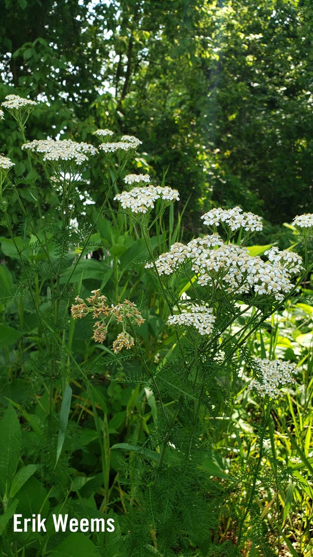 Queen Anne Lace in Chesterfield Virginia