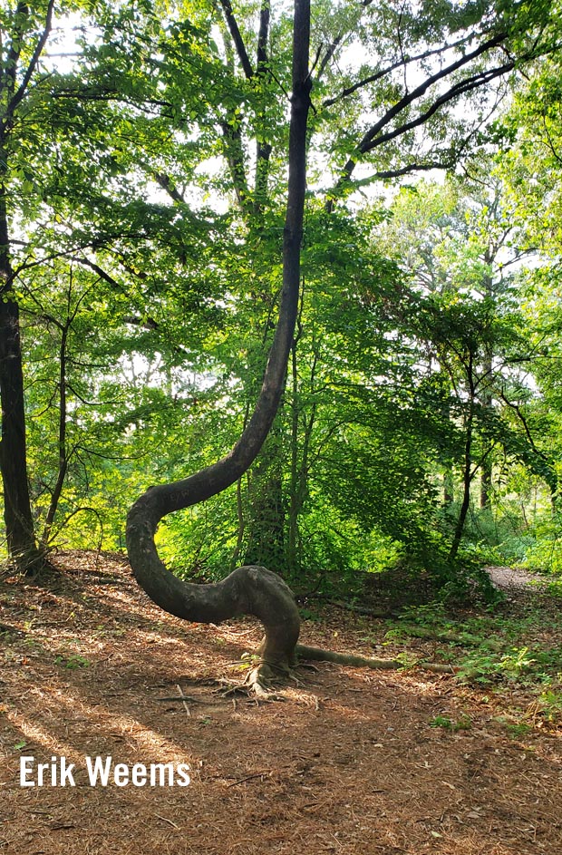 Twisted tree in Chesterfield Virginia