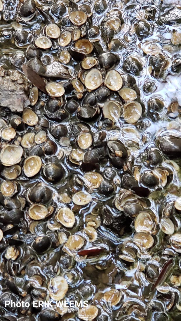 Mussels in Chesterfield County