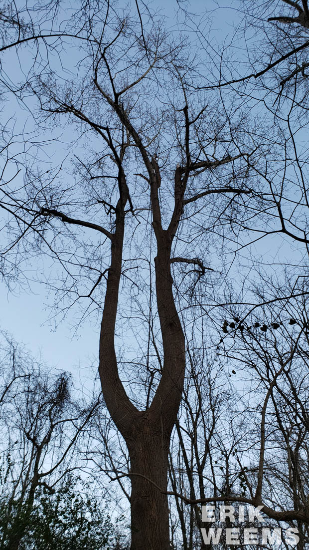 Split Fork Tree