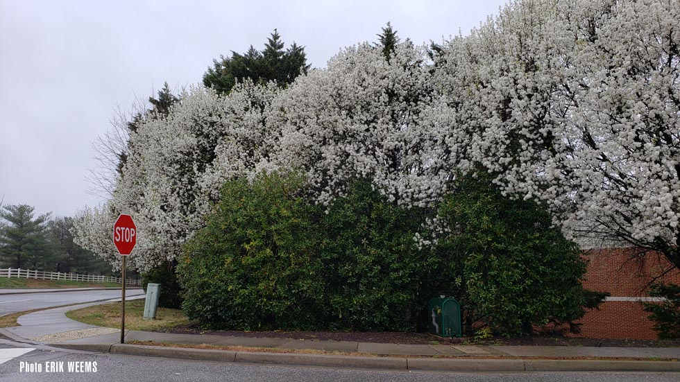 White tree blossoms Virginia spring