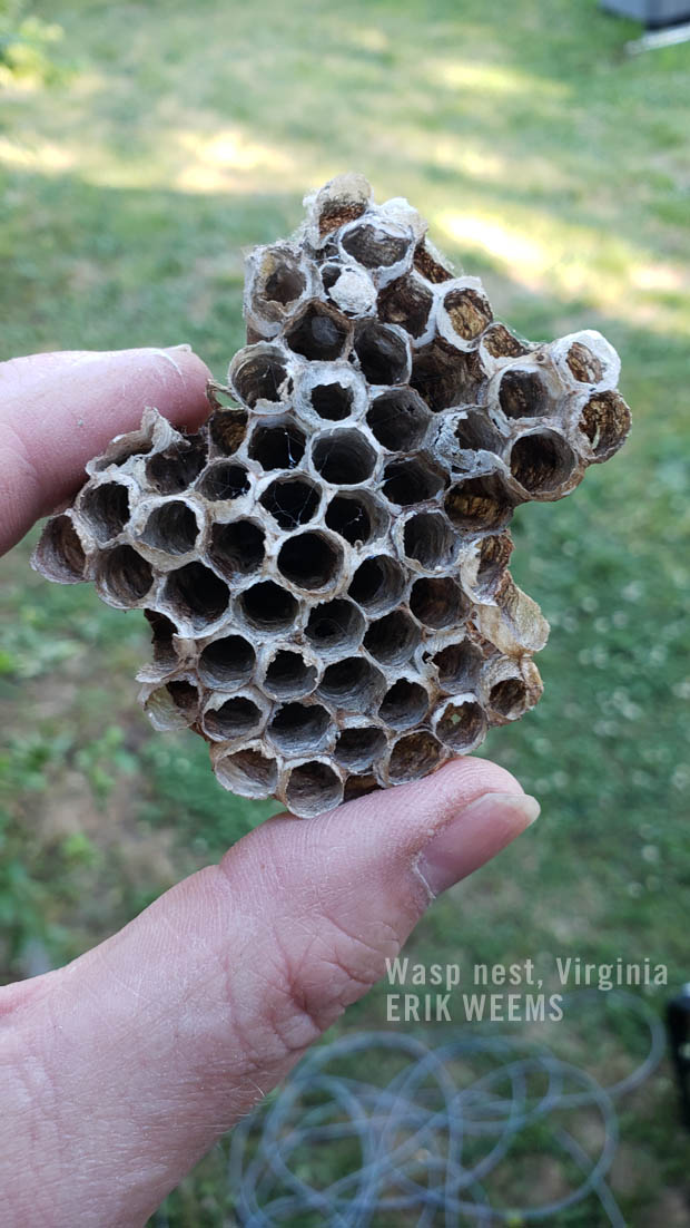 Wasp nest Virginia Chesterfield