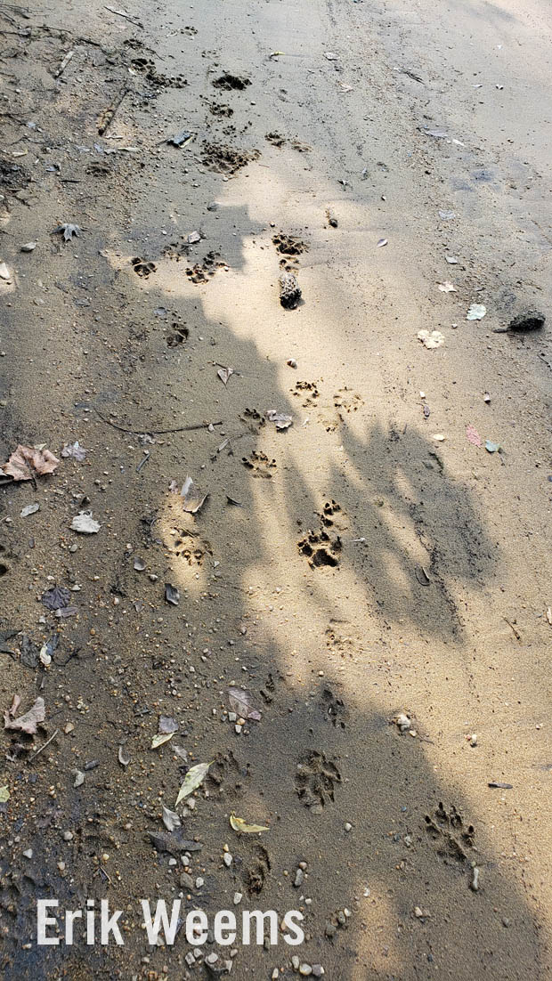Animal tracks in the sand at Dutch Gap