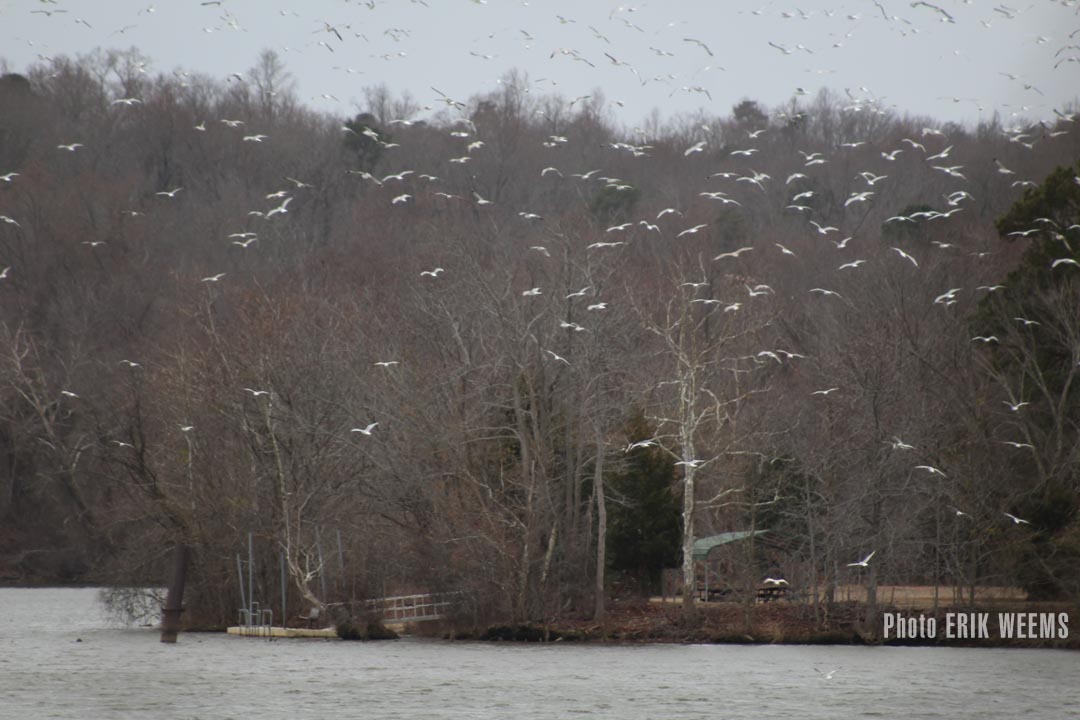 Seagulls on the James River