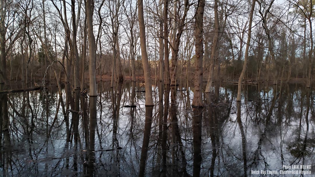 Swamp Trees in Chesterfield County Dutch Gap area