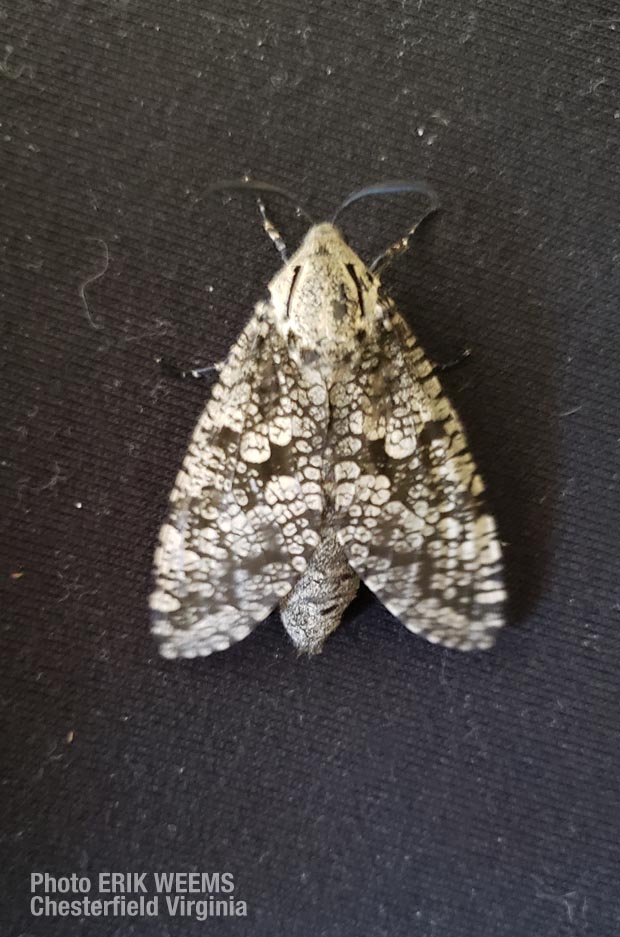 Moth Chesterfield