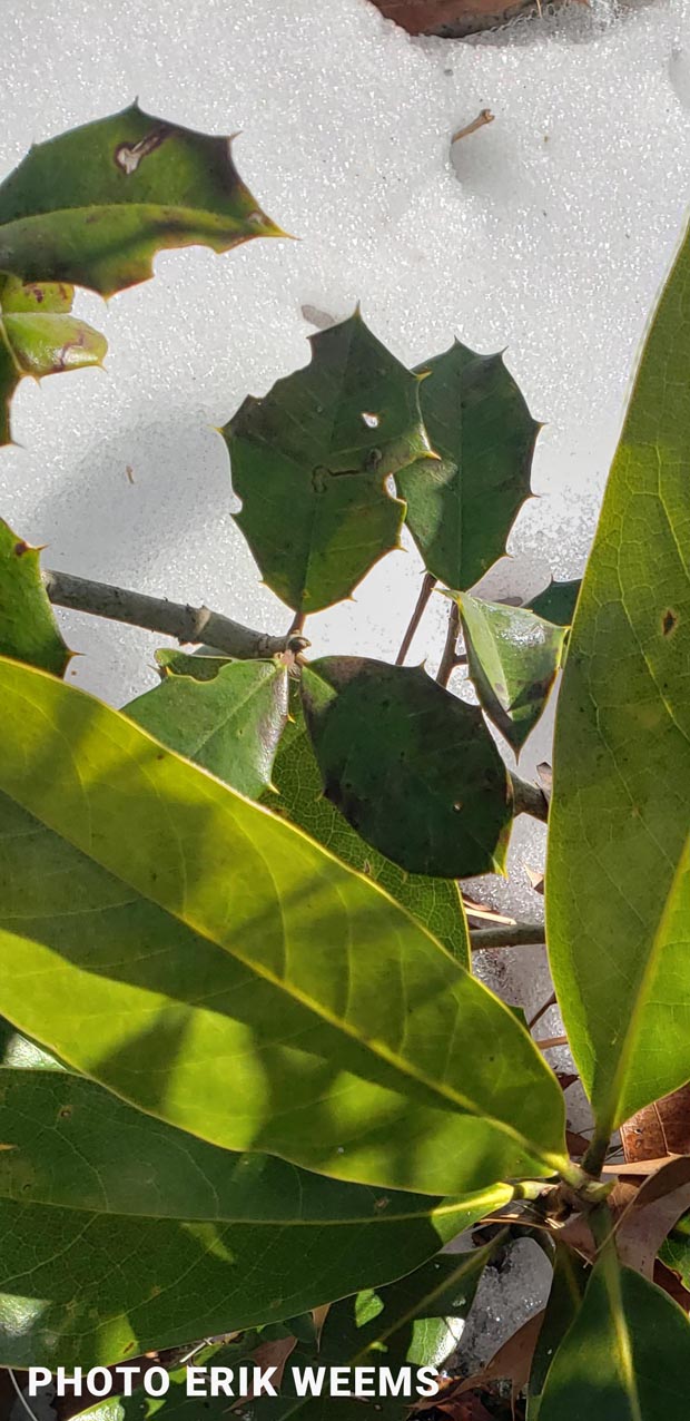 Magnolia leaf growing in the snow in Chesterfield Virginia