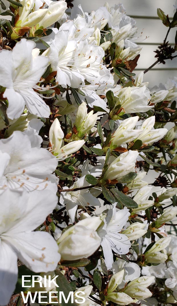 Snowball Bush Chesterfield Virginia 2019 Blooming