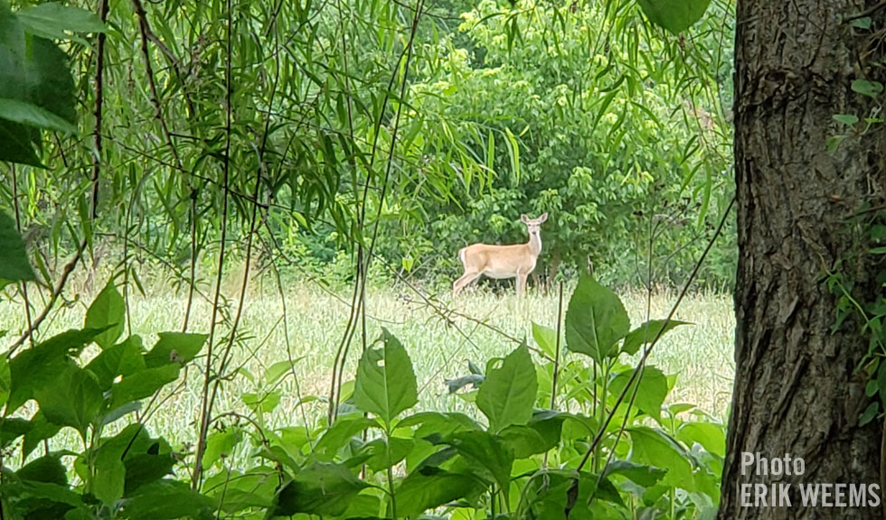 Deer in forest in Chesterfield